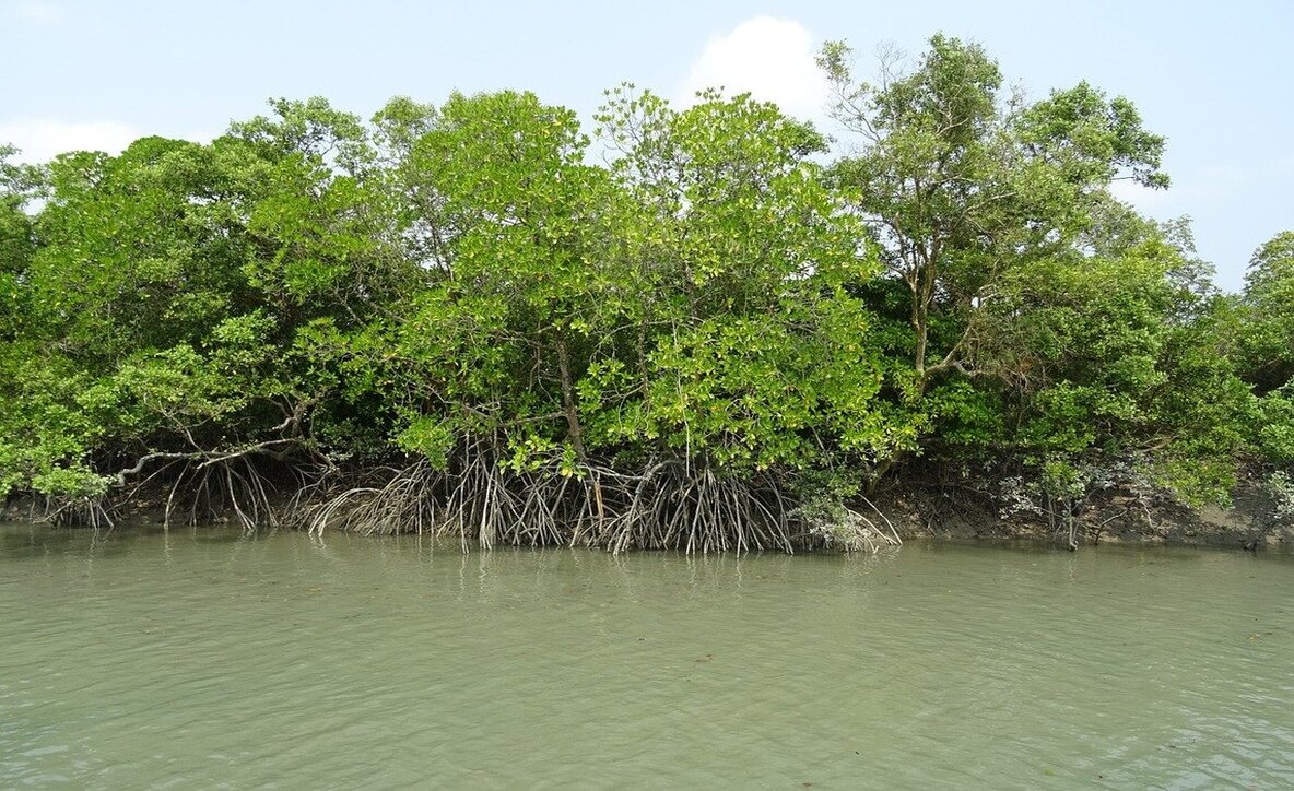 Sundarbans tour packages, Sundarban tourist package, Sundarban tour plan